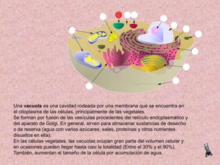 Una vacuola es una cavidad rodeada por una membrana que se encuentra en
el citoplasma de las células, principalmente de las vegetales.
Se forman por fusión de las vesículas procedentes del retículo endoplasmático y
del aparato de Golgi. En general, sirven para almacenar sustancias de desecho
o de reserva (agua con varios azúcares, sales, proteínas y otros nutrientes
disueltos en ella).
En las células vegetales, las vacuolas ocupan gran parte del volumen celular y
en ocasiones pueden llegar hasta casi la totalidad (Entre el 30% y el 90%).
También, aumentan el tamaño de la célula por acumulación de agua.

 