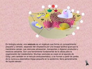 En biología celular, una vesícula es un orgánulo que forma un compartimento
pequeño y cerrado, separado del citoplasma por una bicapa lipídica igual que la
membrana celular. Las vesículas almacenan, transportan o digieren productos y
residuos celulares. Son una herramienta fundamental de la célula para la
organización del metabolismo. Muchas vesículas se crean en el aparato de
Golgi, pero también en el retículo endoplasmático, o se forman a partir de partes
de la membrana plasmática.Vejiga pequeña en la epidermis, llena generalmente
de líquido seroso.

 
