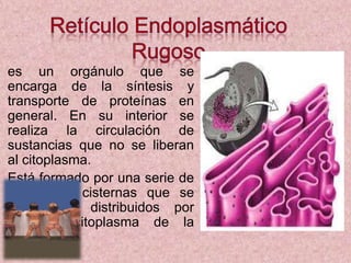 es un orgánulo que se
encarga de la síntesis y
transporte de proteínas en
general. En su interior se
realiza la circulación de
sustancias que no se liberan
al citoplasma.
Está formado por una serie de
canales o cisternas que se
encuentran distribuidos por
todo el citoplasma de la
célula.

 