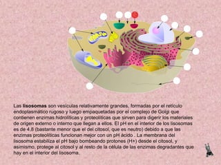 Las lisosomas son vesículas relativamente grandes, formadas por el retículo
endoplasmático rugoso y luego empaquetadas por el complejo de Golgi que
contienen enzimas hidrolíticas y proteolíticas que sirven para digerir los materiales
de origen externo o interno que llegan a ellos. El pH en el interior de los lisosomas
es de 4,8 (bastante menor que el del citosol, que es neutro) debido a que las
enzimas proteolíticas funcionan mejor con un pH ácido . La membrana del
lisosoma estabiliza el pH bajo bombeando protones (H+) desde el citosol, y
asimismo, protege al citosol y al resto de la célula de las enzimas degradantes que
hay en el interior del lisosoma.

 