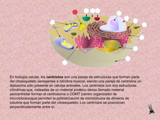 En biología celular, los centríolos son una pareja de estructuras que forman parte
del citoesqueleto semejantes a cilindros huecos, siendo una pareja de centriolos un
diplosoma sólo presente en células animales. Los centríolos son dos estructuras
cilíndricas que, rodeadas de un material protéico denso llamado material
pericentriolar forman el centrosoma o COMT (centro organizador de
microtúbulos)que permiten la polimerización de microtúbulos de dímeros de
tubulina que forman parte del citoesqueleto. Los centríolos se posicionan
perpendicularmente entre sí.

 