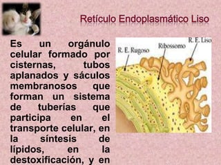 Es
un
orgánulo
celular formado por
cisternas,
tubos
aplanados y sáculos
membranosos
que
forman un sistema
de
tuberías
que
participa
en
el
transporte celular, en
la
síntesis
de
lípidos,
en
la
destoxificación, y en

 