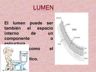 El lumen puede ser
también
el
espacio
interno
de
un
componente
o
estructura
celular,
como
el
retículo
endoplasmático.

 