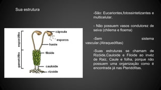 -São: Eucariontes,fotossintetizantes e 
multicelular. 
- Não possuem vasos condutorez de 
seiva (chilema e floema) 
-Sem sistema 
vascular.(Atraqueófitas) 
-Suas estruturas se chamam de 
Rizóide,Cauloide e Filoide ao invéz 
de Raiz, Caule e folha, porque não 
possuem uma organização como é 
encontrada já nas Pteridófitas. 
Sua estrutura 
 