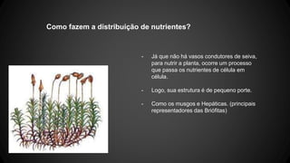 Como fazem a distribuição de nutrientes? 
- Já que não há vasos condutores de seiva, 
para nutrir a planta, ocorre um processo 
que passa os nutrientes de célula em 
célula. 
- Logo, sua estrutura é de pequeno porte. 
- Como os musgos e Hepáticas. (principais 
representadores das Briófitas) 
 