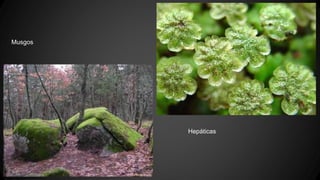 Musgos 
Hepáticas 
 