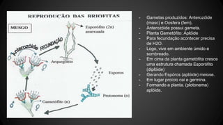 - Gametas produzidos: Anterozóide 
(masc) e Oosfera (fem). 
- Anterozóide possui gameta. 
- Planta Gametófito: Aplóide 
- Para fecundação acontecer precisa 
de H2O. 
- Logo, vive em ambiente úmido e 
sombreado. 
- Em cima da planta gametófita cresce 
uma estrutura chamada Esporófito 
(diplóide) 
- Gerando Espóros (aplóide) meiose. 
- Em lugar proício cai e germina. 
- Formando a planta. (plotonema) 
aplóide. 
 