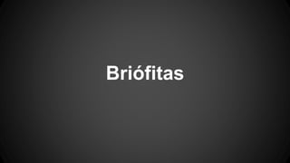 Briófitas 
 