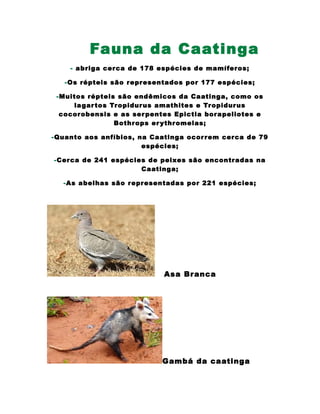 Fauna da Caatinga
- abriga cerca de 178 espécies de mamíferos;
-Os répteis são representados por 177 espécies;
-Muitos répteis são endêmicos da Caatinga, como os
lagartos Tropidurus amathites e Tropidurus
cocorobensis e as serpentes Epictia borapeliotes e
Bothrops erythromelas;
-Quanto aos anfíbios, na Caatinga ocorrem cerca de 79
espécies;
-Cerca de 241 espécies de peixes são encontradas na
Caatinga;
-As abelhas são representadas por 221 espécies;
Asa Branca
Gambá da caatinga
 