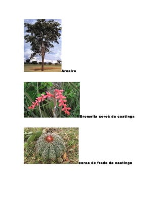 Aroeira
Bromelia coroá da caatinga
coroa de frade da caatinga
 