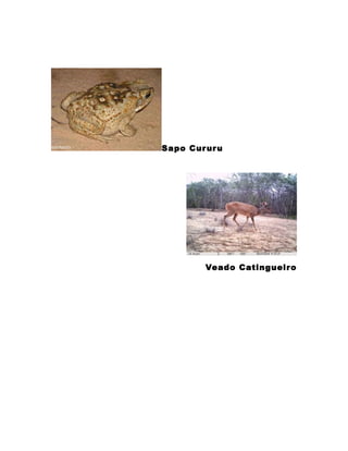 Sapo Cururu
Veado Catingueiro
 