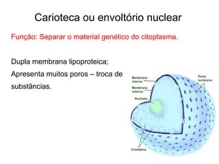 Biologia - introdução ao estudo do nucleo da celula.pptx