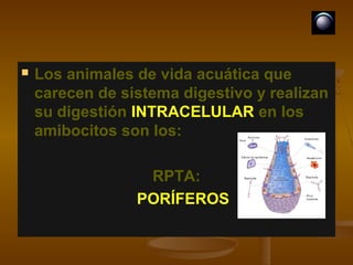    Los animales de vida acuática que
    carecen de sistema digestivo y realizan
    su digestión INTRACELULAR en los
    amibocitos son los:

                  RPTA:
                 PORÍFEROS
 
