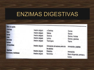 ENZIMAS DIGESTIVAS
 