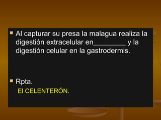   Al capturar su presa la malagua realiza la
    digestión extracelular en_________ y la
    digestión celular en la gastrodermis.



   Rpta.
    El CELENTERÓN.
 