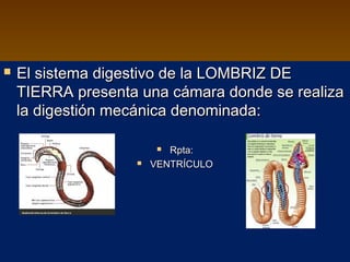    El sistema digestivo de la LOMBRIZ DE
    TIERRA presenta una cámara donde se realiza
    la digestión mecánica denominada:

                         Rpta:
                      VENTRÍCULO
 