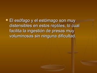    El esófago y el estómago son muy
    distensibles en estos reptiles, lo cual
    facilita la ingestión de presas muy
    voluminosas sin ninguna dificultad.
 
