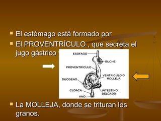    El estómago está formado por
   El PROVENTRÍCULO , que secreta el
    jugo gástrico y




   La MOLLEJA, donde se trituran los
    granos.
 