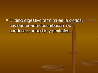    El tubo digestivo termina en la cloaca,
    cavidad donde desembocan los
    conductos urinarios y genitales.
 