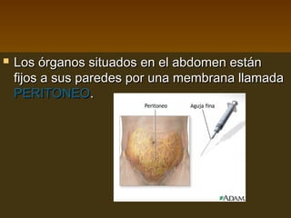    Los órganos situados en el abdomen están
    fijos a sus paredes por una membrana llamada
    PERITONEO.
 