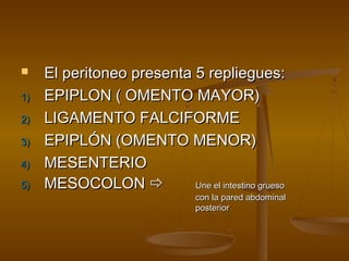     El peritoneo presenta 5 repliegues:
1)   EPIPLON ( OMENTO MAYOR)
2)   LIGAMENTO FALCIFORME
3)   EPIPLÓN (OMENTO MENOR)
4)   MESENTERIO
5)   MESOCOLON            Une el intestino grueso
                                 con la pared abdominal
                                 posterior
 