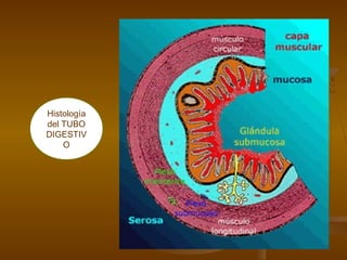 Histología
del TUBO
DIGESTIV
    O
 