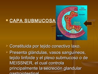    CAPA SUBMUCOSA:




   Constituida por tejido conectivo laxo.
   Presenta glándulas, vasos sanguíneos,
    tejido linfoide y el plexo submucoso o de
    MEISSNER, el cual controla
    principalmente la secreción glandular
 