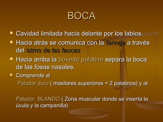 BOCA
   Cavidad limitada hacia delante por los labios.
   Hacia atrás se comunica con la faringe a través
    del istmo de las fauces.
   Hacia arriba la bóveda palatina separa la boca
    de las fosas nasales.
   Comprende al
    Paladar duro ( maxilares superiores + 2 palatinos) y al

    Paladar BLANDO ( Zona muscular donde se inserta la
    úvula y la campanilla)
 