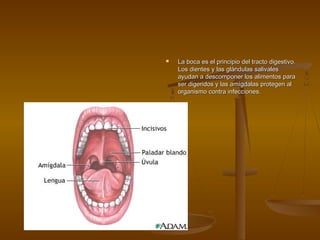    La boca es el principio del tracto digestivo.
    Los dientes y las glándulas salivales
    ayudan a descomponer los alimentos para
    ser digeridos y las amígdalas protegen al
    organismo contra infecciones.
 