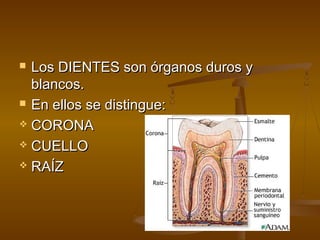  Los DIENTES son órganos duros y
  blancos.
 En ellos se distingue:

 CORONA

 CUELLO

 RAÍZ
 