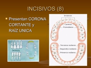 INCISIVOS (8)
   Presentan CORONA
    CORTANTE y
    RAÍZ UNICA
 