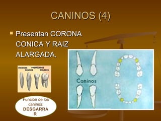 CANINOS (4)
   Presentan CORONA
    CONICA Y RAIZ
    ALARGADA.




     Función de los
       caninos:
     DESGARRA
          R
 