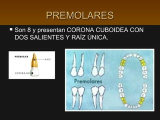 PREMOLARES
   Son 8 y presentan CORONA CUBOIDEA CON
    DOS SALIENTES Y RAÍZ ÚNICA.
 