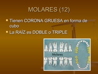 MOLARES (12)
   Tienen CORONA GRUESA en forma de
    cubo
   La RAÍZ es DOBLE o TRIPLE
 