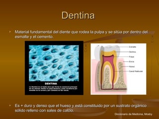 Dentina
   Material fundamental del diente que rodea la pulpa y se sitúa por dentro del
    esmalte y el cemento.




   Es + duro y denso que el hueso y está constituido por un sustrato orgánico
    sólido relleno con sales de calcio.
                                                             Diccionario de Medicina, Mosby
 