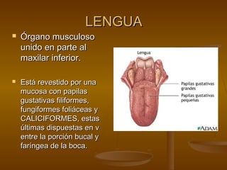 LENGUA
   Órgano musculoso
    unido en parte al
    maxilar inferior.

   Está revestido por una
    mucosa con papilas
    gustativas filiformes,
    fungiformes foliáceas y
    CALICIFORMES, estas
    últimas dispuestas en v
    entre la porción bucal y
    faríngea de la boca.
 