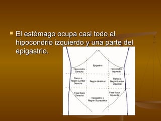    El estómago ocupa casi todo el
    hipocondrio izquierdo y una parte del
    epigastrio.
 