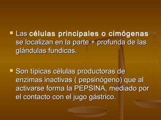    Las células principales o cimógenas
    se localizan en la parte + profunda de las
    glándulas fundicas.

   Son típicas células productoras de
    enzimas inactivas ( pepsinógeno) que al
    activarse forma la PEPSINA, mediado por
    el contacto con el jugo gástrico.
 