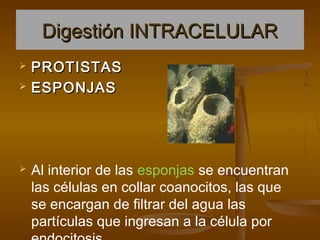 Digestión INTRACELULAR
   PROTISTAS
   ESPONJAS




   Al interior de las esponjas se encuentran
    las células en collar coanocitos, las que
    se encargan de filtrar del agua las
    partículas que ingresan a la célula por
 