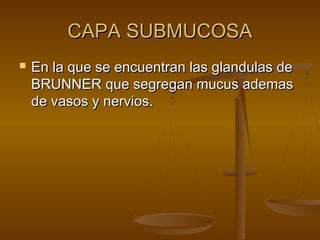 CAPA SUBMUCOSA
   En la que se encuentran las glandulas de
    BRUNNER que segregan mucus ademas
    de vasos y nervios.
 