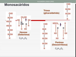 ALEJANDRA LONGA LÓPEZ


Monosacáridos                                                      CHO

                                                               HCOH
                             Triosa
  CHO                        (gliceraldehído)                  HCOH
 HCOH      CH2OH
               O OH                                                H
        HO
 HOCH      H
           OH H              CHO         HOCH2                 H
         H       H                                     O
 HOCH
           H HO                                    H       H
 HCOH                       HCH
          Hexosa                              HO               OH
 HCOH   (Galactosa)         HCOH

   H     C6H12O6            HCOH               HO          H
                                           Pentosa
                            HCOH
                                        (Desoxirribosa)
                              H               C5H10O5
 