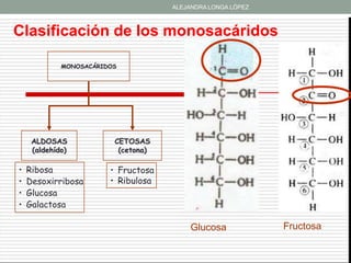ALEJANDRA LONGA LÓPEZ



Clasificación de los monosacáridos

             MONOSACÁRIDOS




     ALDOSAS             CETOSAS
     (aldehído)           (cetona)

•   Ribosa              • Fructosa
•   Desoxirribosa       • Ribulosa
•   Glucosa
•   Galactosa

                                          Glucosa            Fructosa
 