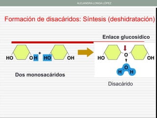 ALEJANDRA LONGA LÓPEZ




Formación de disacáridos: Síntesis (deshidratación)

                                       Enlace glucosídico




   Dos monosacáridos
                                           Disacárido
 