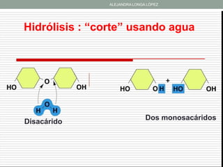 ALEJANDRA LONGA LÓPEZ




Hidrólisis : “corte” usando agua




                               Dos monosacáridos
Disacárido
 