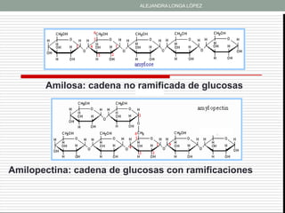 ALEJANDRA LONGA LÓPEZ




       Amilosa: cadena no ramificada de glucosas




Amilopectina: cadena de glucosas con ramificaciones
 