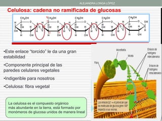ALEJANDRA LONGA LÓPEZ

 Celulosa: cadena no ramificada de glucosas




•Este enlace “torcido” le da una gran
estabilidad
•Componente principal de las
paredes celulares vegetales
•Indigerible para nosotros
•Celulosa: fibra vegetal


  La celulosa es el compuesto orgánico
  más abundante en la tierra, está formado por
  monómeros de glucosa unidos de manera lineal
 