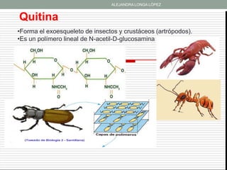 ALEJANDRA LONGA LÓPEZ


Quitina
•Forma el exoesqueleto de insectos y crustáceos (artrópodos).
•Es un polímero lineal de N-acetil-D-glucosamina
 