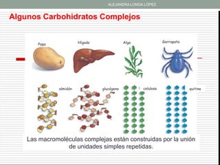ALEJANDRA LONGA LÓPEZ


Algunos Carbohidratos Complejos


                         Hígado               Alga              Garrapata
       Papa




               almidón            glucógeno          celulosa               quitina




    Las macromoléculas complejas están construidas por la unión
                 de unidades simples repetidas.
 