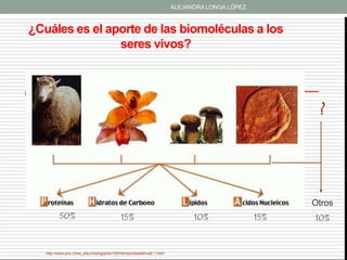 ALEJANDRA LONGA LÓPEZ



¿Cuáles es el aporte de las biomoléculas a los
                seres vivos?




                                                                                                        ?




                                                                                                       Otros
          50%                                15%                               10%               15%   10%


   http://www.puc.cl/sw_educ/biologia/bio100/html/portadaMIval2.1.html
 