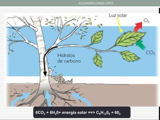 ALEJANDRA LONGA LÓPEZ




Producción de carbohidratos: Durante la fotosintesis




            6CO2 + 6H20+ energía solar ==> C6H1206 + 602
 